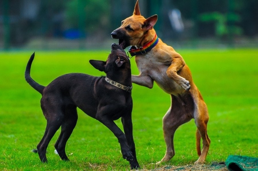National Dog Fighting Awareness Day 2026: When It Is & How It's Celebrated