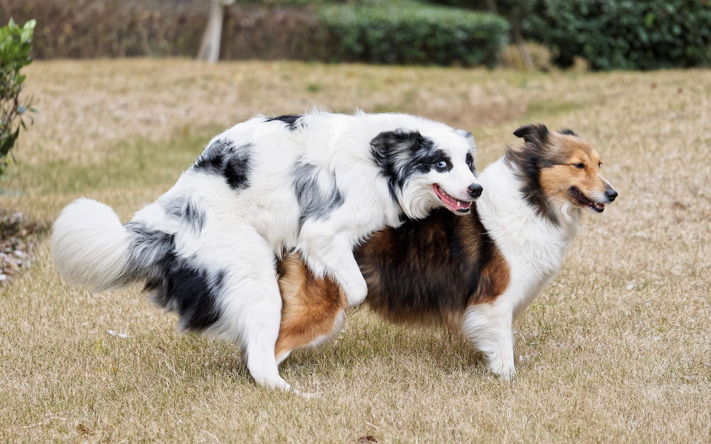 Why Do Male Dogs Hump Other Male Dogs? Vet Reviewed Causes