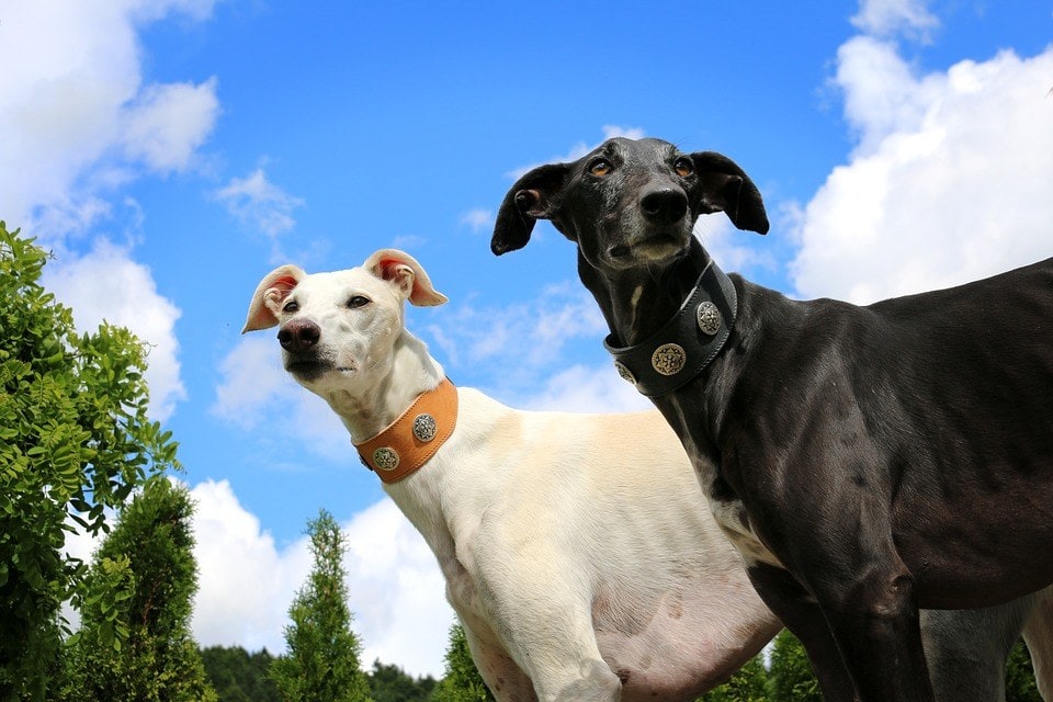 8 Types of Greyhound Dog Breeds (With Info & Pictures)