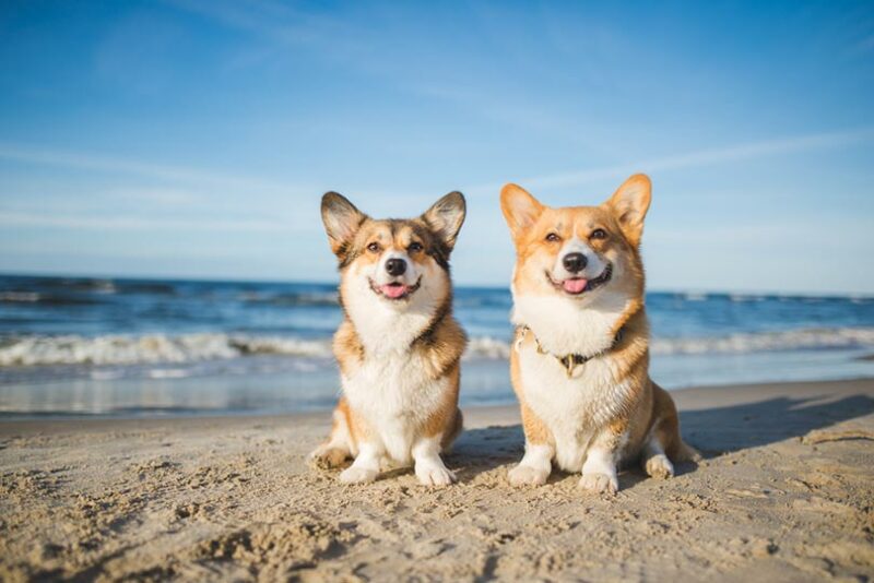Are Corgis High Maintenance? Breed Necessities & Care Tips