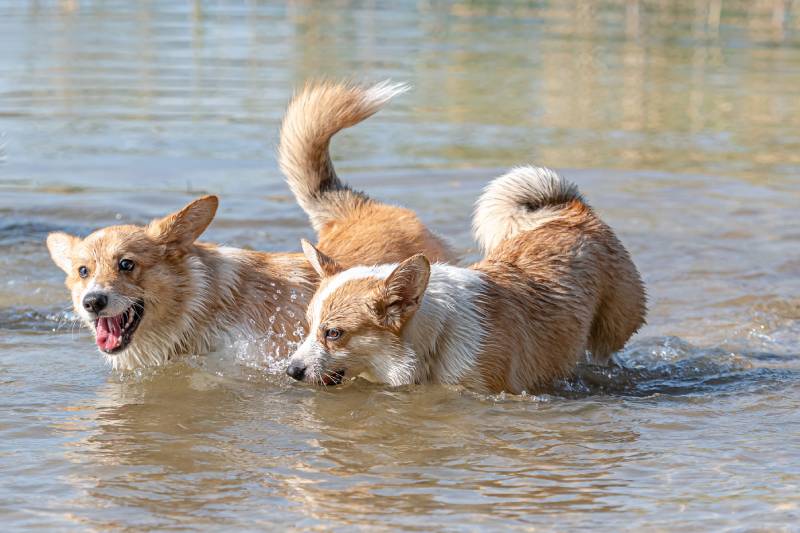 Can a Corgi Swim? Vet-Reviewed Facts & Tips