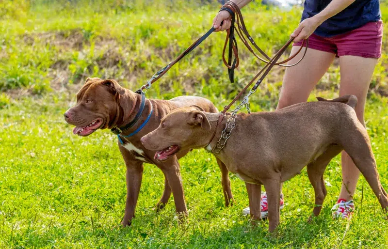 How to Find a Mate for Your Dog (Offline & Online)