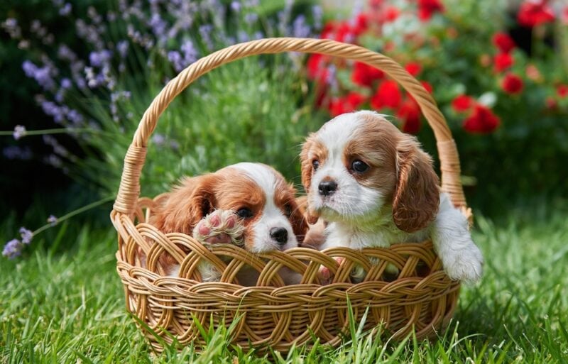Teacup Cavalier King Charles Spaniel: Info, Pictures, Care & More