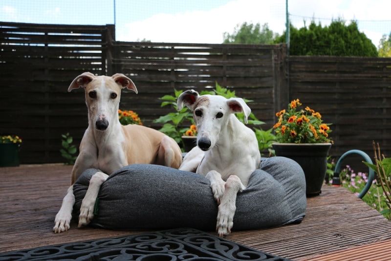 Sighthounds: Breeds, Jobs & Facts (With Info & Pictures)