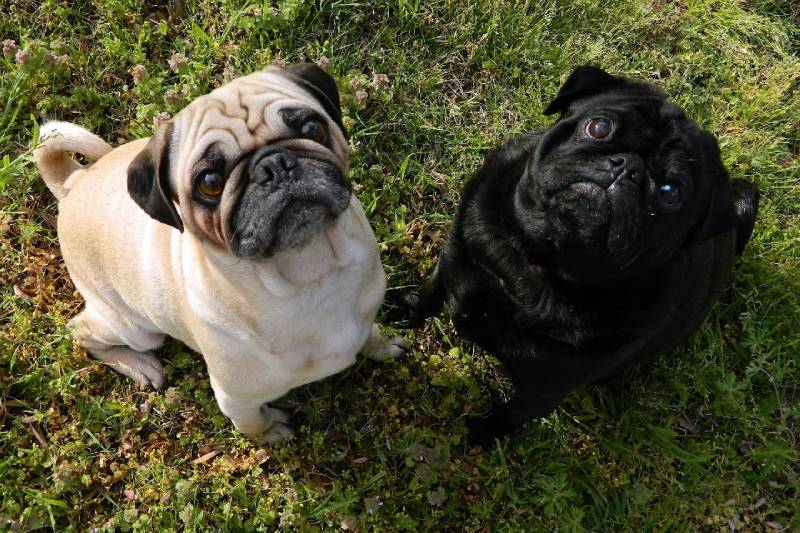 Pug Barking by Age