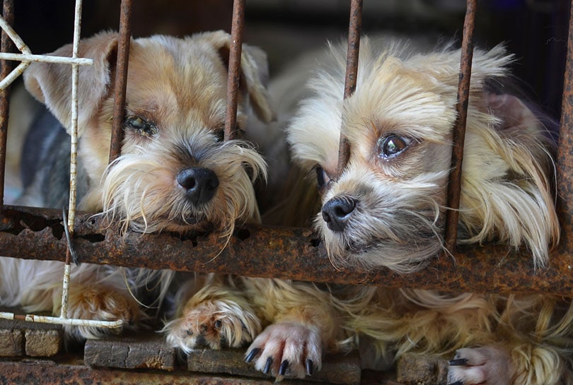 What Do Puppy Mills Do With Unsold Puppies: The Shocking Facts