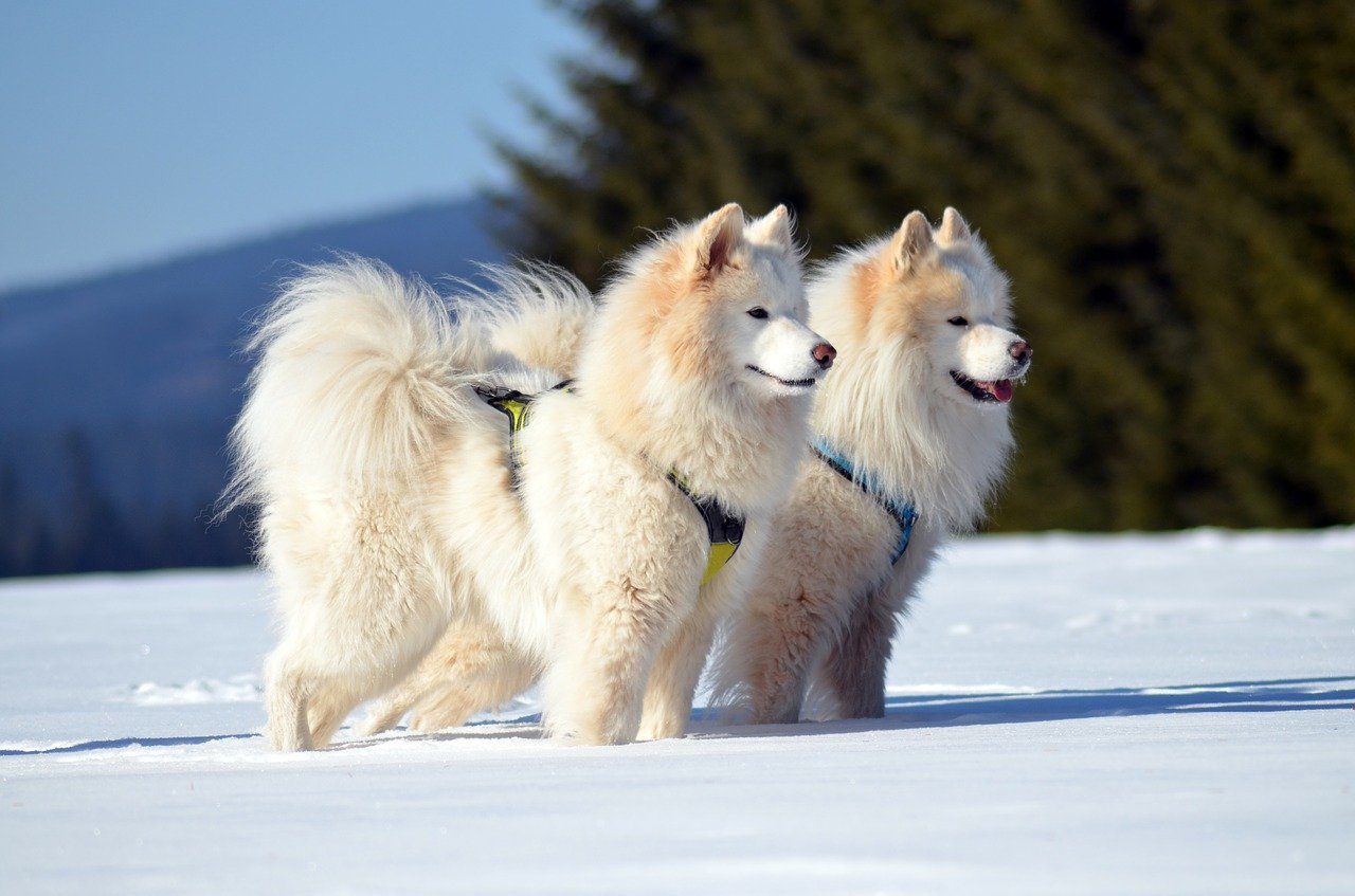 two samoyeds in the snow