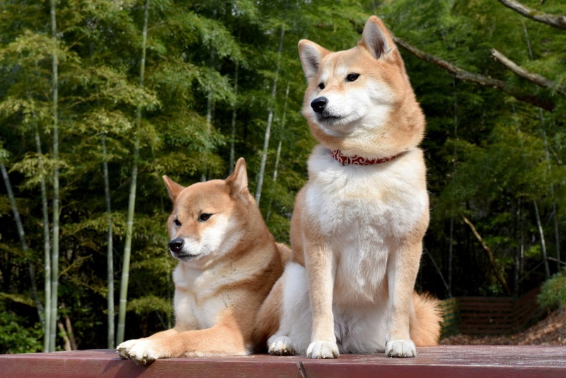 Will a Shiba Inu Be Good With Another Dog? Vet-Reviewed Breed Temperament & Introduction Tips