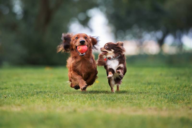 25 Dog-Friendly Activities in Detroit: Places to Take Your Pup to
