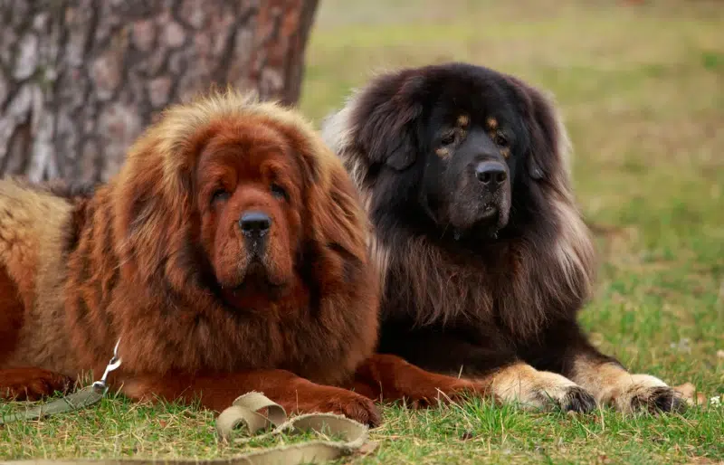 The World's Toughest Working Dogs Who Weren't Bred to Be Pets