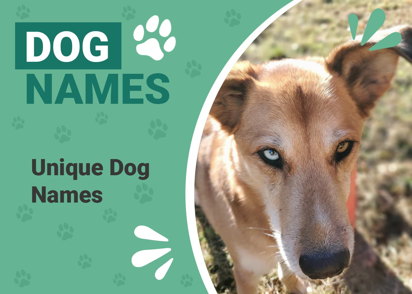 Unique Dog Names