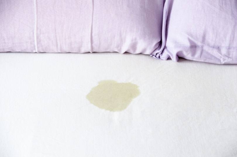 How to Get Dog Pee Smell & Stains Out of a Mattress: 8 Effective Steps