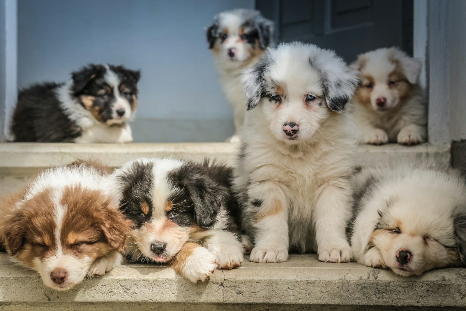 Bucovina Shepherd puppies