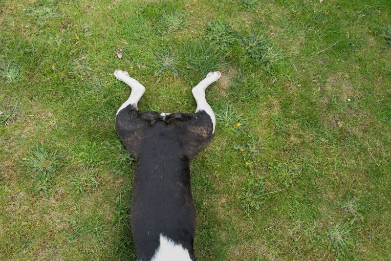 very short curled up tail of a Boston Terrier dog lying flat on the grass with her legs in frogs leg pose