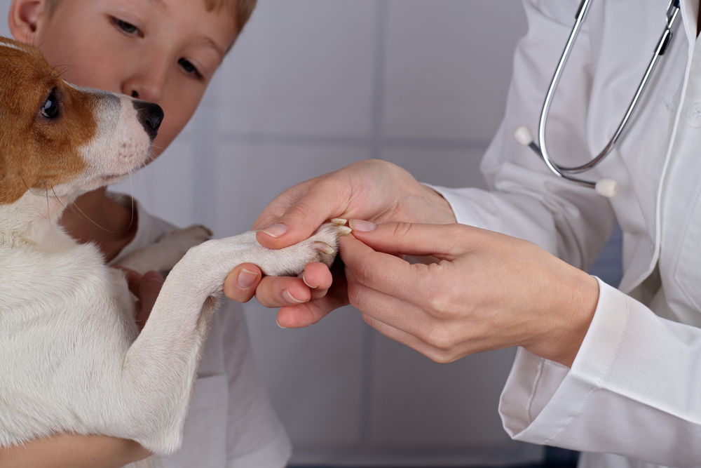 Dog Toenail Injuries: Vet-Reviewed Signs, Causes & Care Tips