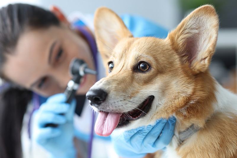 Are There Dog Hearing Aids? Vet-Reviewed Facts & FAQs