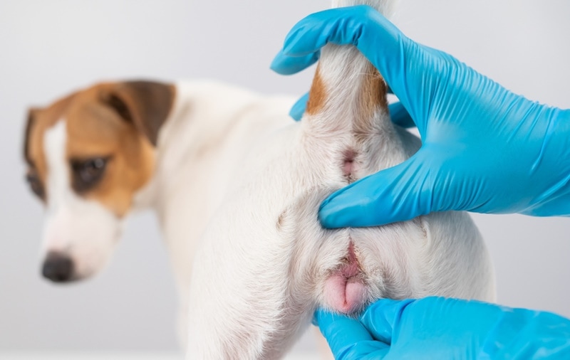 Vaginitis in Dogs: Signs, Causes & Treatment Options (Vet Answer)