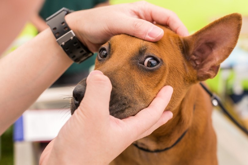 What Are the Vet Costs for Dog Eye Infection & Surgery? 2026 Price Guide