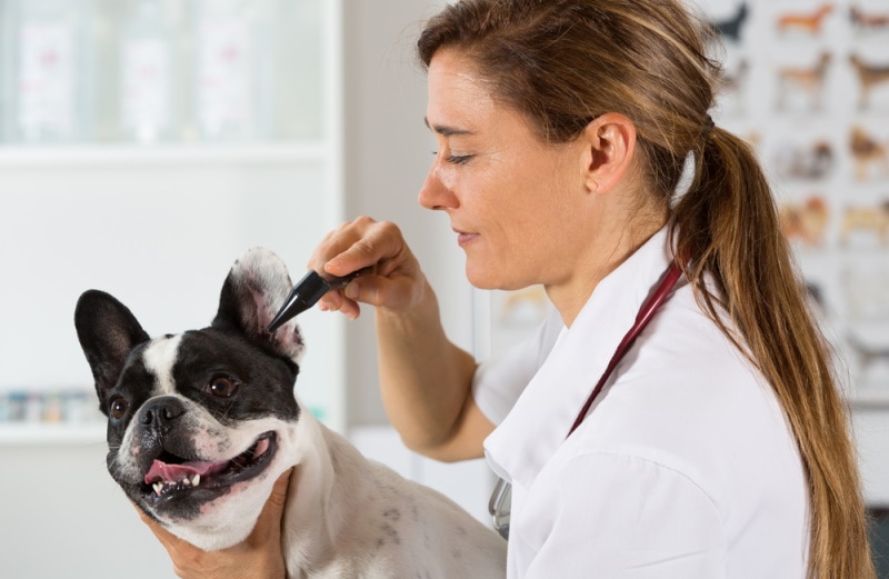 Which Dogs Are Prone to Deafness? 9 Vet-Reviewed Breeds