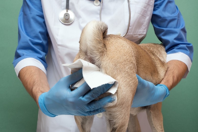 How to Get Rid of Dog Anal Gland Smell: 5 Vet-Approved Tricks