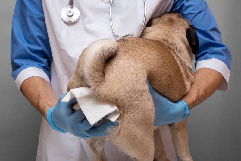 Dog Anal Glands: Vet-Verified Facts & Information Guide