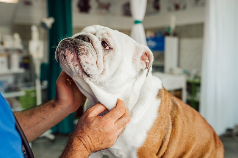 What Does a Bulldog’s Skull Look Like? Vet-Verified Effects of Unethical Breeding