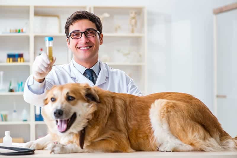 How to Get Urine Sample from a Dog: 7 Vet-Reviewed Tips & Tricks