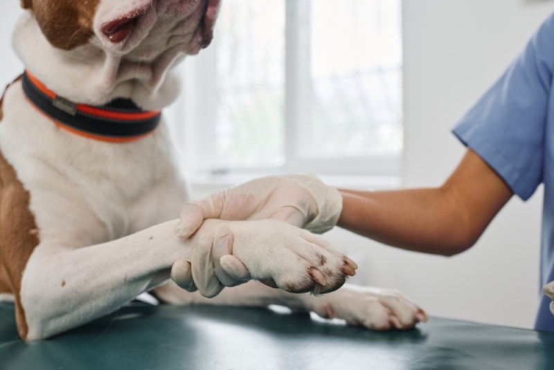 Dog Paw Pad Yeast Infections: Vet-Explained Signs, Causes, Care & FAQ