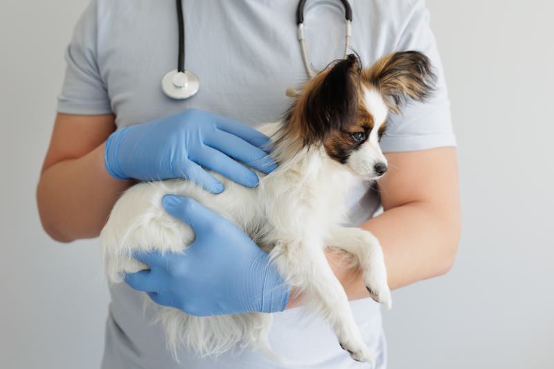 How Long Will It Take for Dog Stitches to Dissolve? Vet-Verified Facts & FAQ