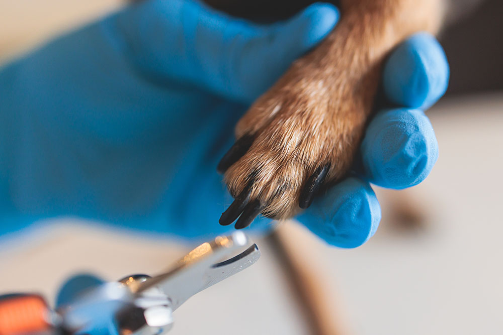 How to Cut Black Dog Nails in 4 Simple Steps