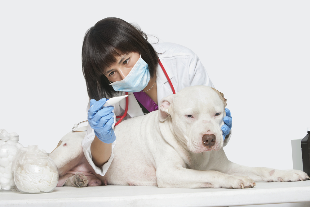 vet reading temperature of a dog