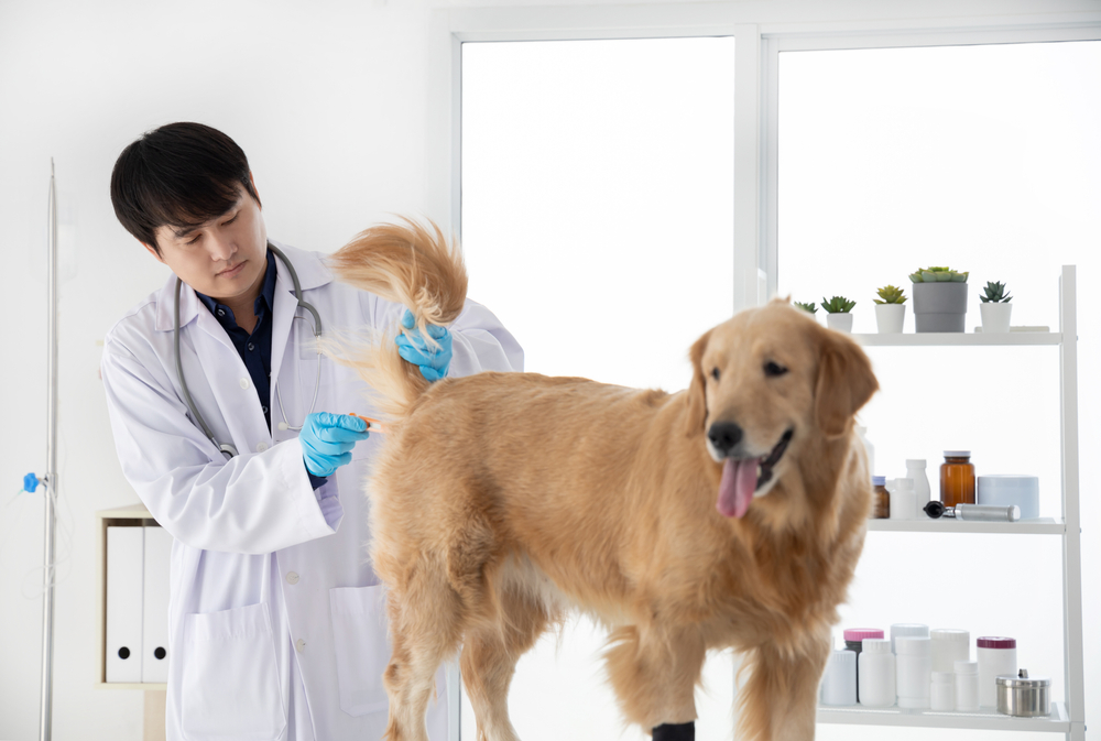 vet taking a dog's temperature at the clinic