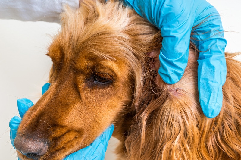 How to Get a Tick Off a Dog With Dish Soap: 7 Vet-Approved Steps & FAQ
