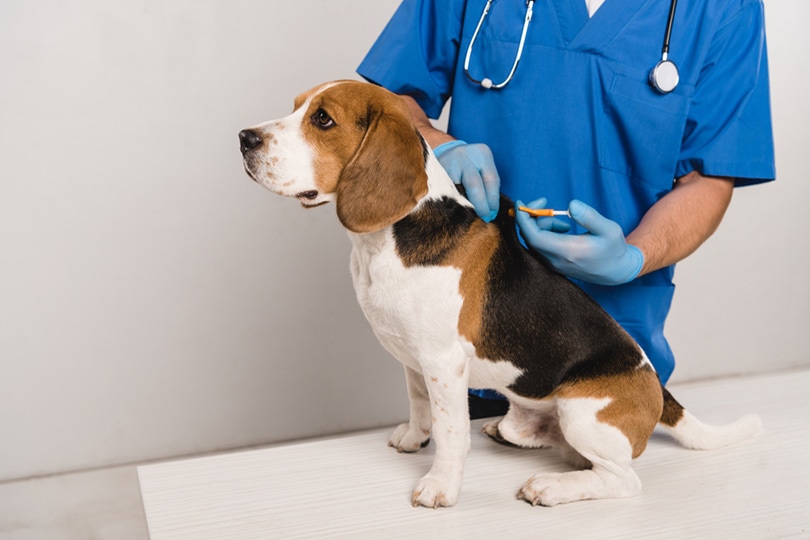 How Much Does It Cost to Microchip a Dog at PetSmart? 2024 Update (Vet-Reviewed)