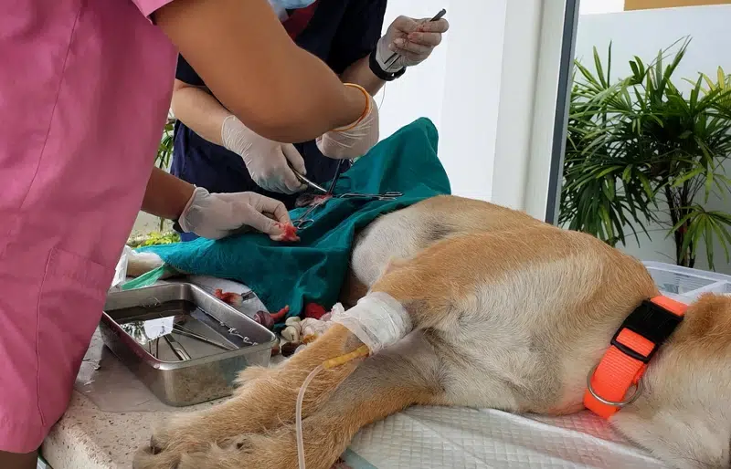 Do Spayed Dogs Live Longer? Vet-Verified Health Facts, Risks & FAQ