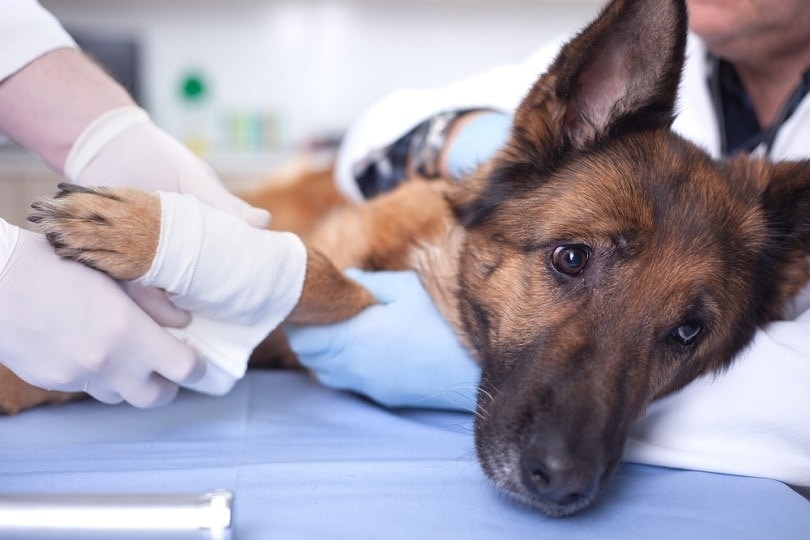 How Much Does Dog Broken Leg Surgery Cost? 2026 Update
