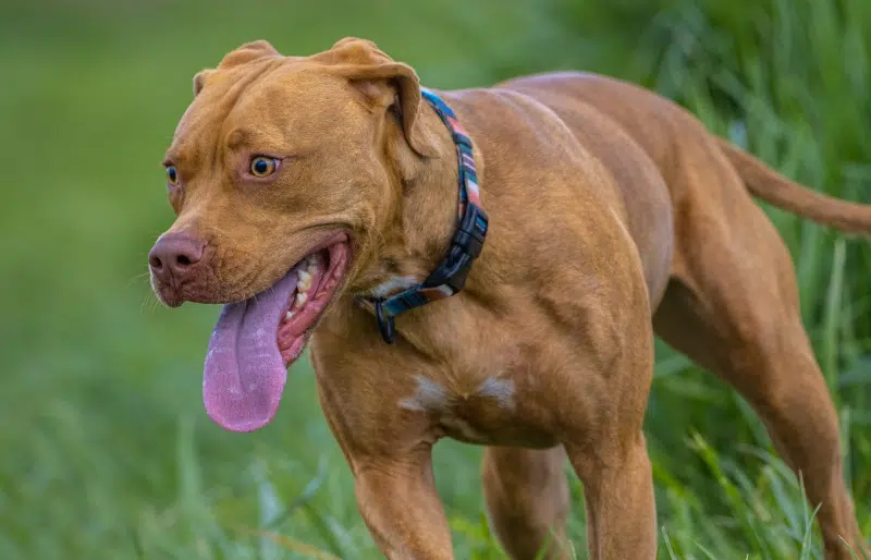 Vizsla Pitbull Mix: Info, Pictures, Temperament & More