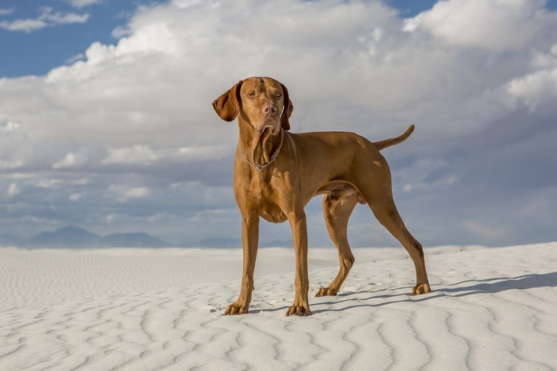 How Good Is a Vizsla With Kids? Temperament, Ways to Interact, & FAQ (Vet-Reviewed)