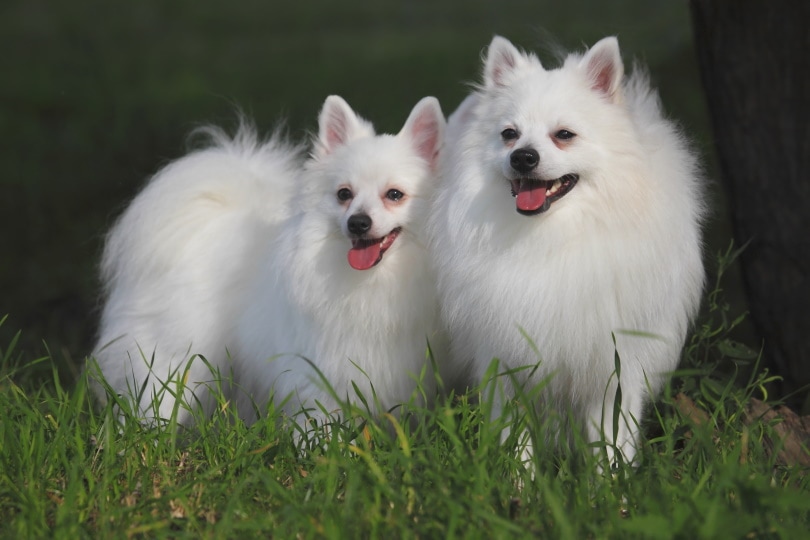 Top 14 Most Popular Dogs in Italy in 2026 (With Pictures)