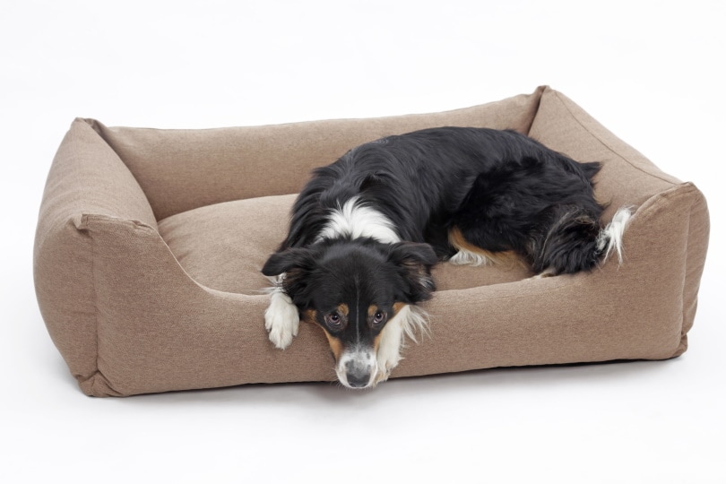 10 Best Washable Dog Beds in 2026 - Reviews & Top Picks