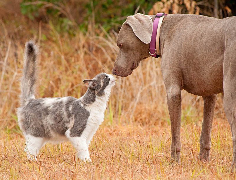 Are Weimaraners Good With Cats? 5 Introduction Tips