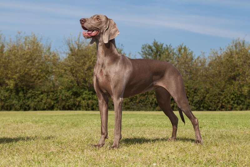 Weimaraner Price: How Much Do They Cost in 2026?