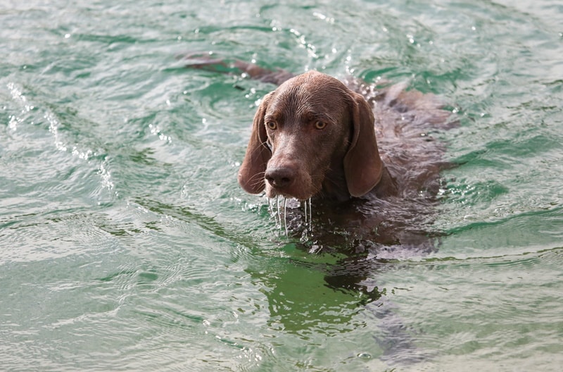 How Well Do Weimaraners Swim? Vet-Verified Facts & Safety Tips