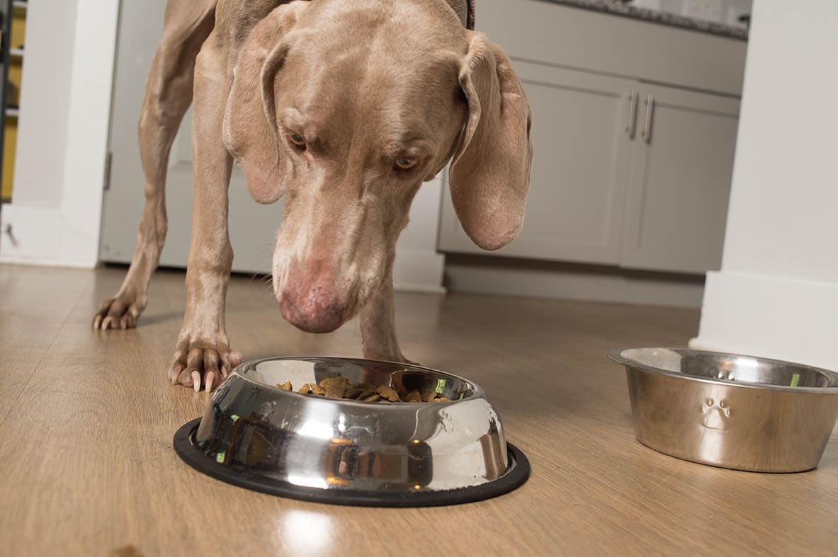 10 Best Dog Foods for Liver Disease in 2026: Reviews & Top Picks
