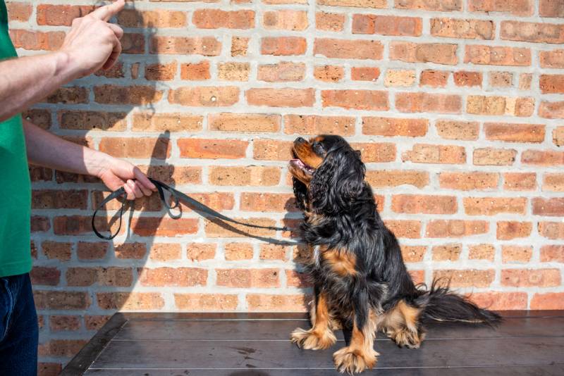 Can You Change Your Dog's Name? Vet-Reviewed Pros, Cons & Tips