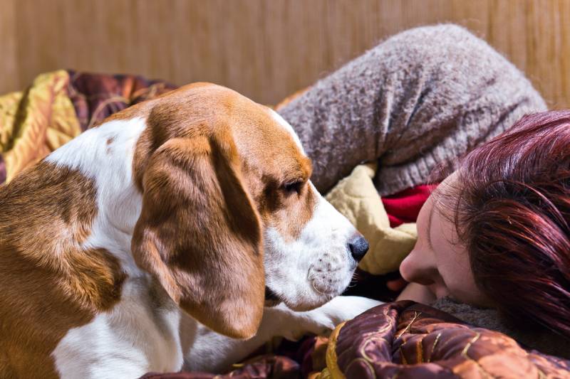 Do Dogs Know When We’re Stressed? What They Can Sense
