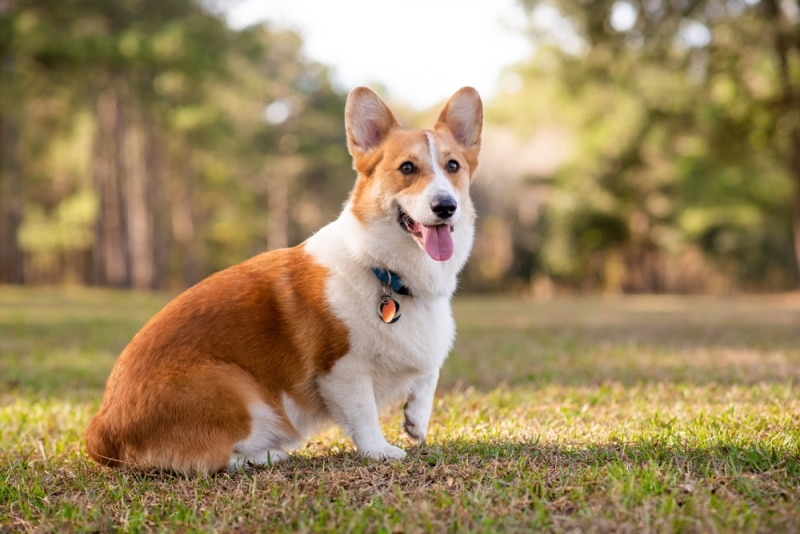 How to Train a Corgi: 14 Vet-Reviewed Tips & Tricks
