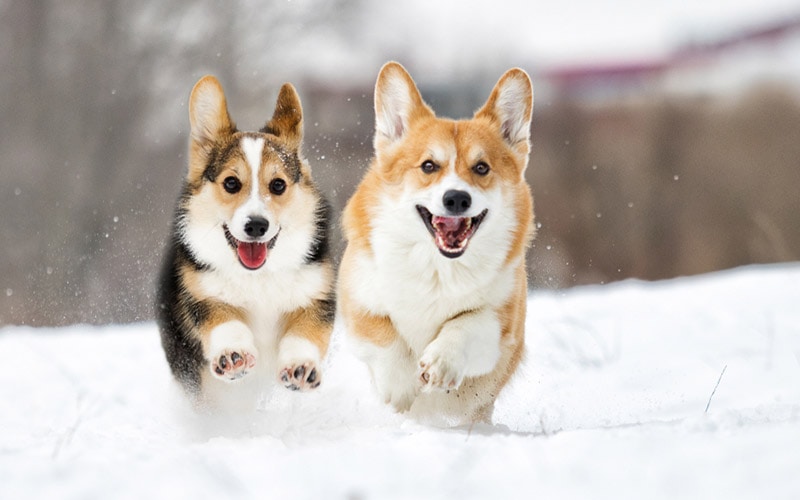 Why Do Dogs Love Snow? 3 Vet Reviewed Reasons & Care Tips
