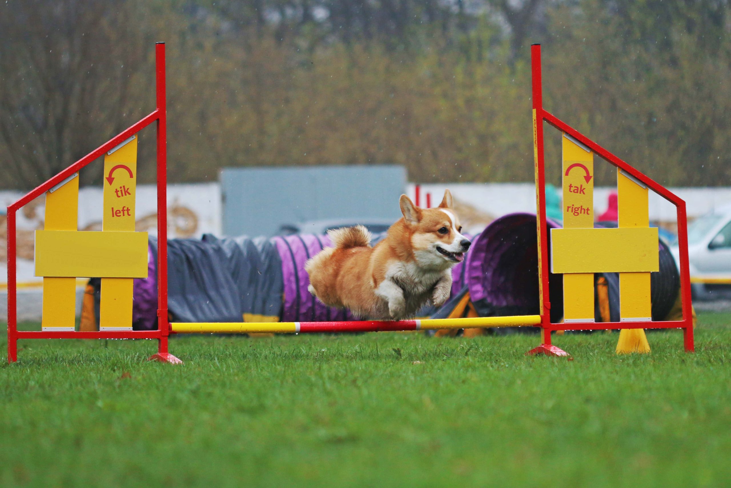 Can Corgis Jump? Vet-Reviewed Health Risks & Tips