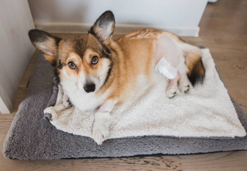 Can a Dog Recover From a Torn ACL? Our Vet Answers